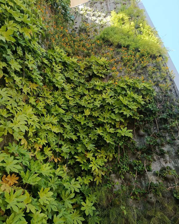 Parede viva de jardim vertical