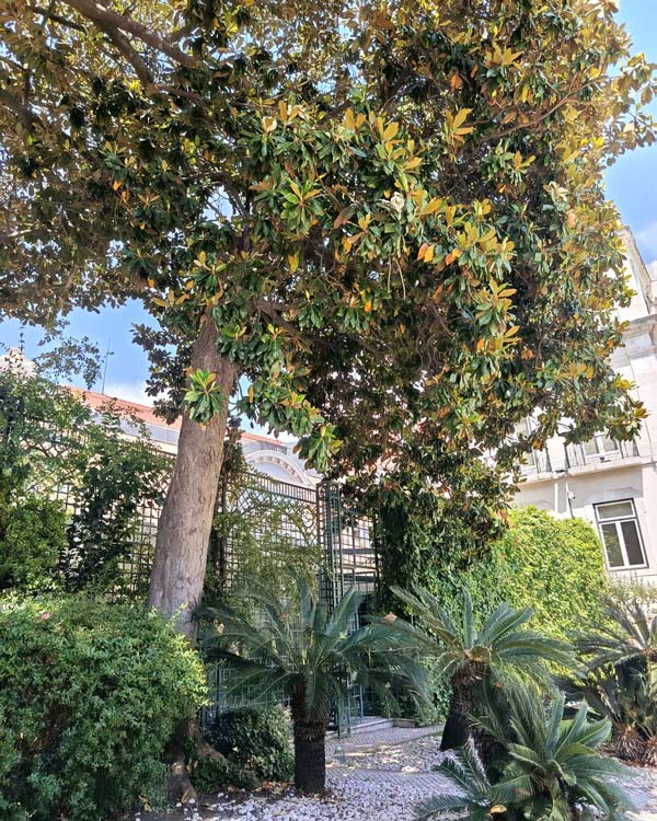 Jardim ornamental corporativo