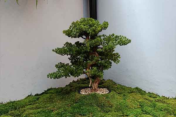 Jardins-Verticais-Preservados