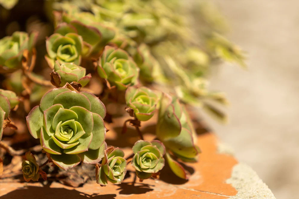 plantas-resistentes-verao-lisboa-jardins-de-adonis